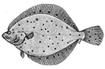 Pleuronectes platessa_claves.jpg